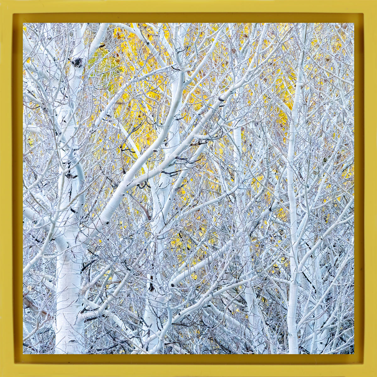Ghost Aspens